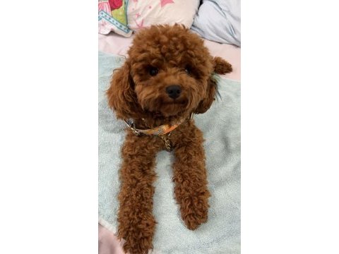 Toy poodle köpeği trabzon