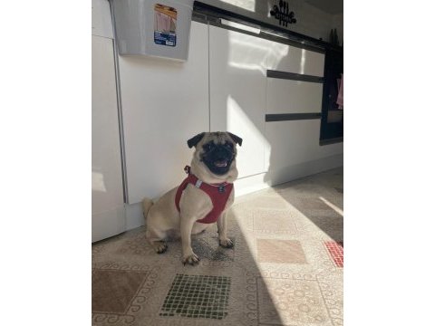 1.5 yaşında aşılı karneli dişi pug