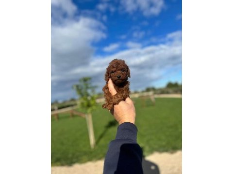  kore kan   toy poodle yavruları uygun fiyatlııı