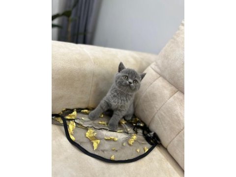 Show kalite yavrular british shorthair