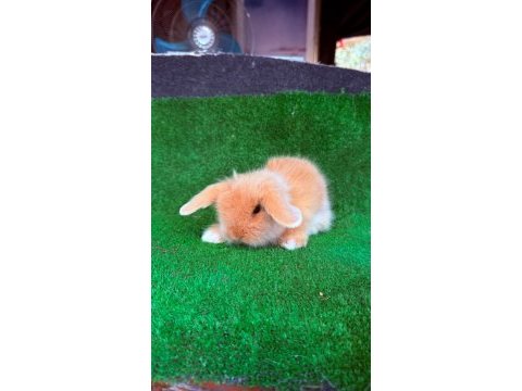 Safkan hollanda lop ve cüce tavşan yavrular