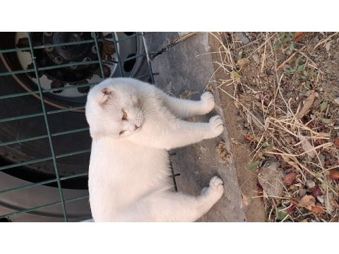 Ücretsiz olarak teslim edilecek kediler