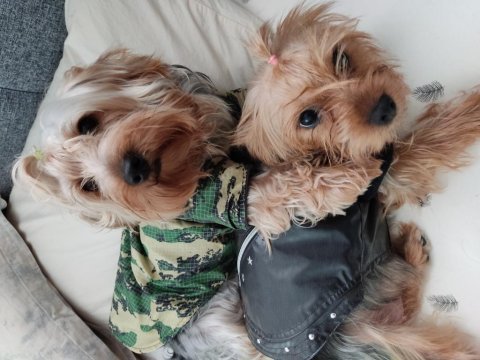 Kendi köpeğimizin yavruları