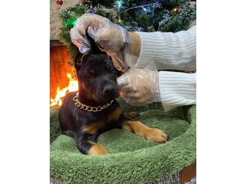 Safkan ırk ve sağlık garantili doberman yavruları