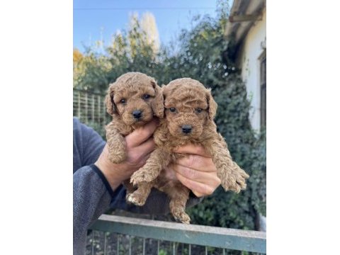 Safkan toy poodle köpeği