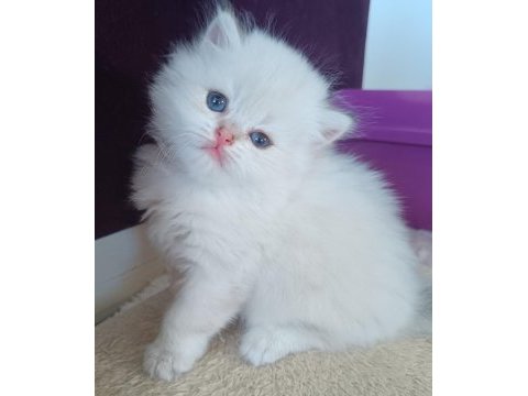 Muhteşem güzellikte golden british longhair yavrular