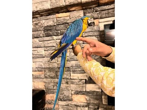 Macaw papağanlarımız