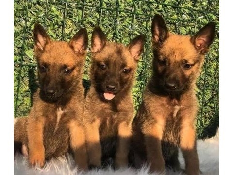 Ruhsatlı köpek çifliğinden b kurdu yavrular a scrli