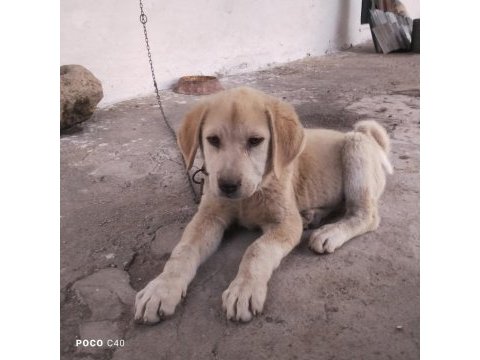 Yavru kangal akbaş kırması