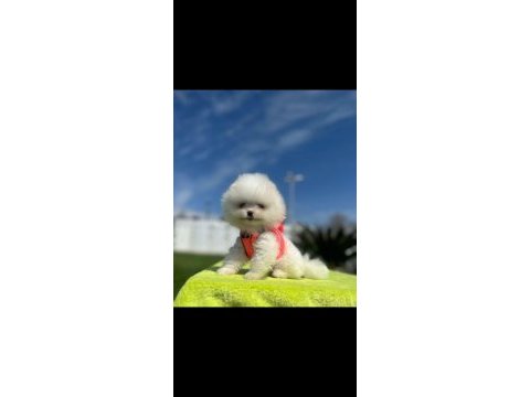 Show kalite teddy boo yavrular pomeranian