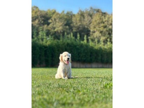 Baby face golden yavruları 