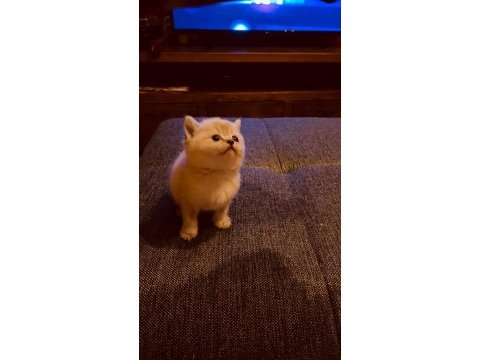 Blue point british shorthair