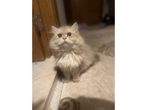 2 aylık erkek british longhair