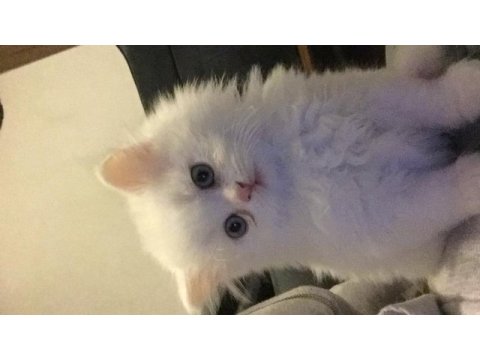 Sevimli yavrumuz british longhair