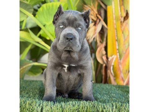Gerçek cane corso köpekler için ulaşın