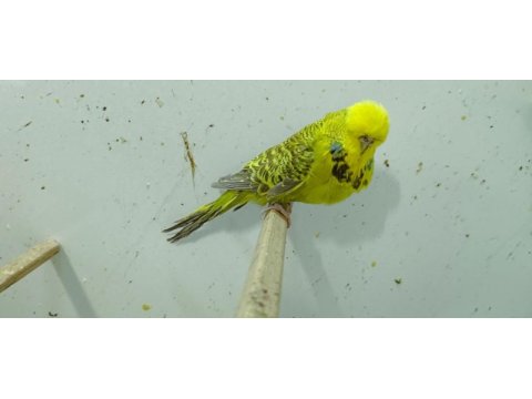 Show jumbo muhabbet kuşu ve salma kafes