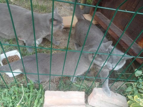 British shorthair kediler