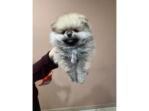 Pet ode köpek çiftliğinden teddy pomeranian