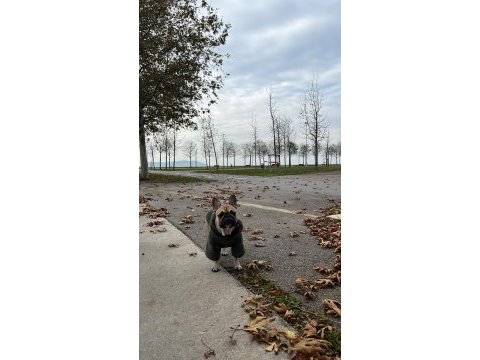 French bulldog köpeğimiz