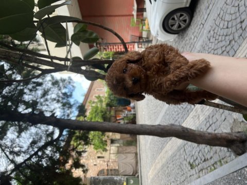 Kore kan toy poodle erkekler