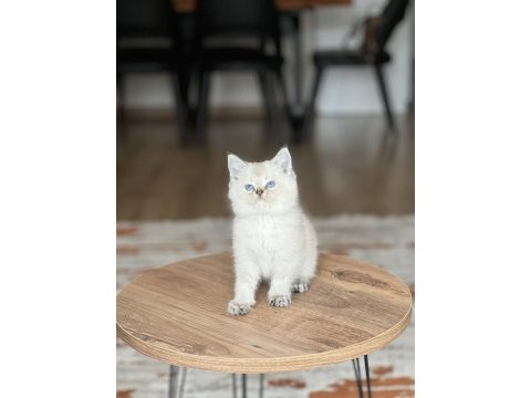 Evinizin neşesi mavi göz british shorthair bebek