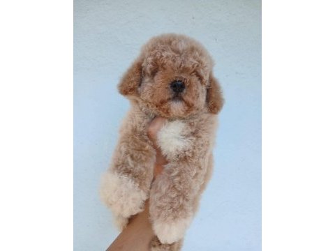 Aşılı teacup kore maltipoo 