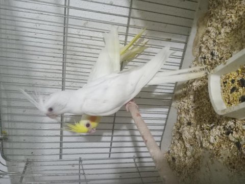 Bebekler bebeği sultan
