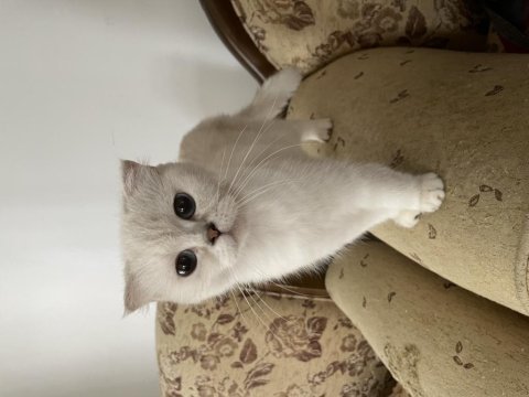 Scottish fold dişi secereli