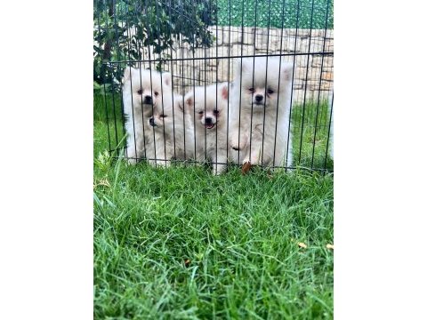 0 numara pomeranian bebekler orginal