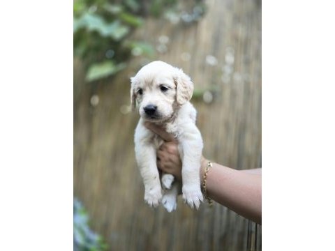 Bebek surat golden retriever erkek ve dişi yavrular