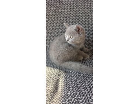 Safkan british shorthair yavru