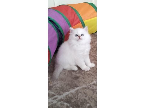 2 aylık british longhair yavrular