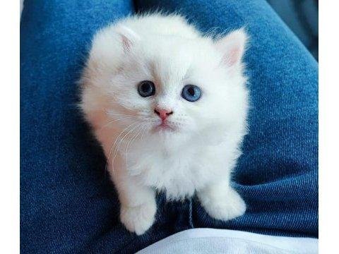 British longhair