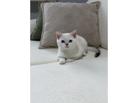 Sahibinden british shorthair kedisi
