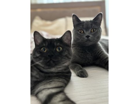1 erkek ve 2 dişi british shorthair yavruları