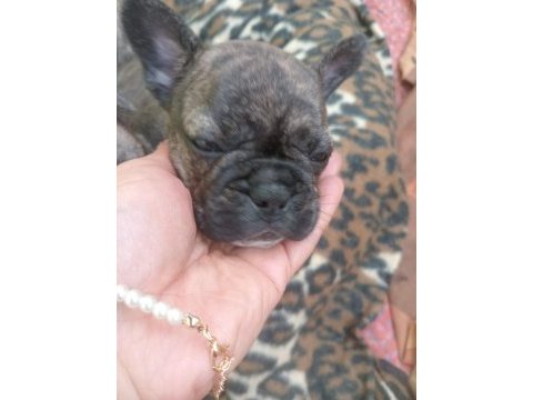 Sahiplendirilme zamanı beyaz sahiplendirildi french bulldog