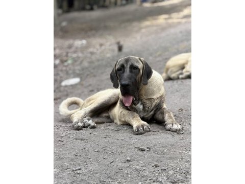 Kangal köpeğimizi sahiplendiriyoruz