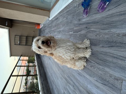 8 aylık maltipoo ücretsiz sahiplendirme