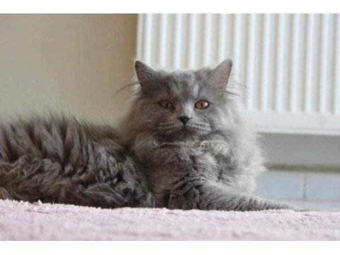 Lynx point scottish straight longhair