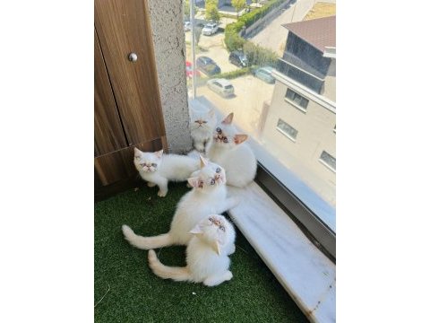 Exotic shorthair iran persian show bebekler