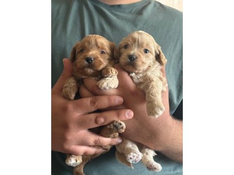 Kilo garantili ev ortamındaki maltipoo yavrularım