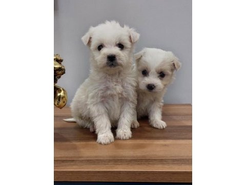 Irk garantili maltese bebeklerimiz