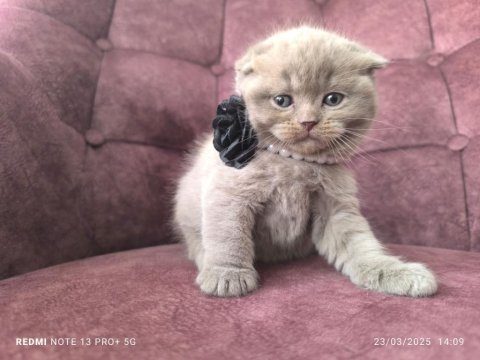 40 günlük scottish fold yaş mama ve tuvalet eğitimli