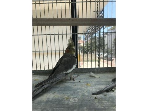 Gray sultan papağanı yavrular sizlerle
