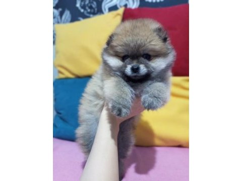 Ayı surat pomeranian 60 günlük