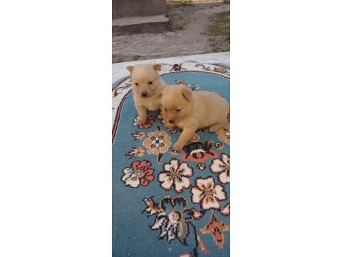Minyatür pinscher