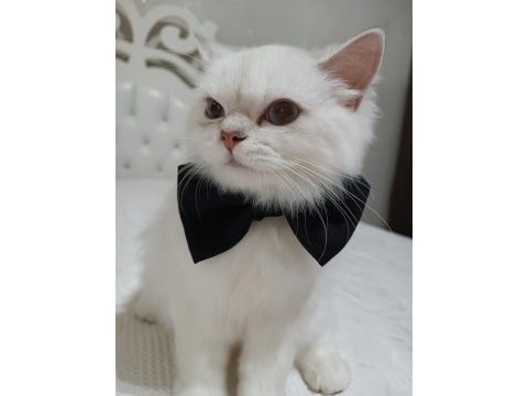 British longhair 8 aylık