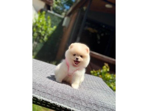 Sağlık ve ırk garantili pomeranian