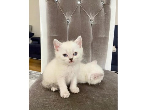 British shorthair beyaz