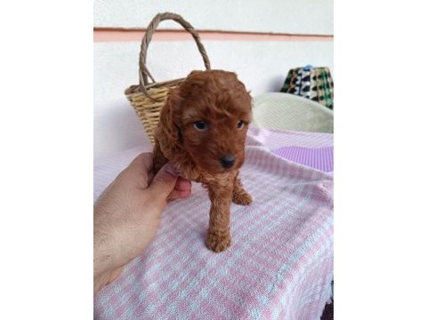 Aaa kalite teacup red brown poodle